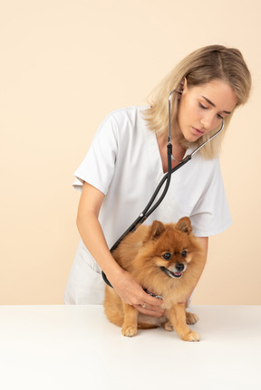 Atractivo veterinario examinando un spitz