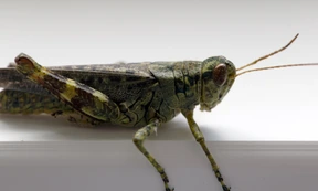 Insect