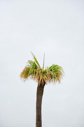 Solo un albero di cocco