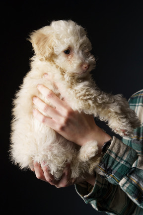Side view of a white poodle in human hands looking aside