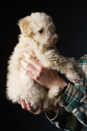 Vista lateral de um poodle branco em mãos humanas olhando para o lado