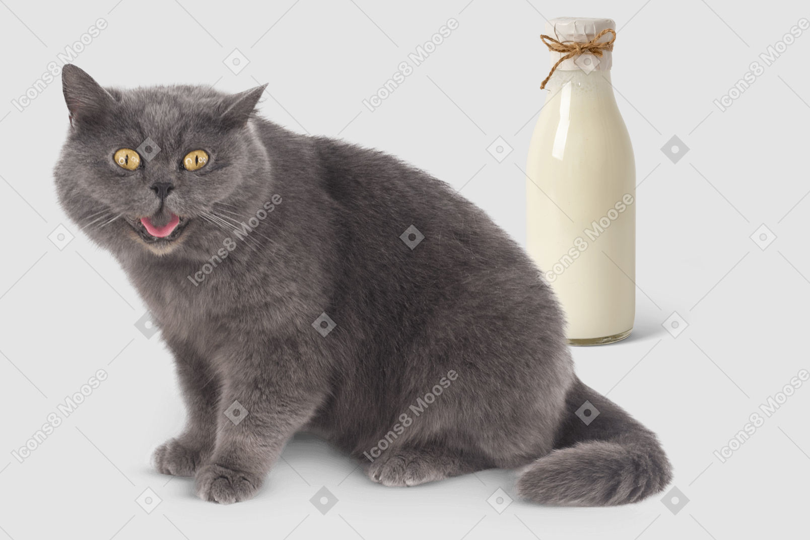 Gatto seduto accanto a una bottiglia di latte