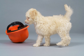 Vista lateral de um pequeno poodle se aproximando de um capacete laranja