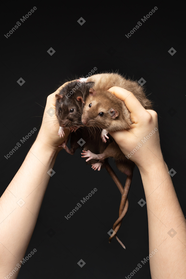 人間の手に尻尾が絡まった2匹のマウス