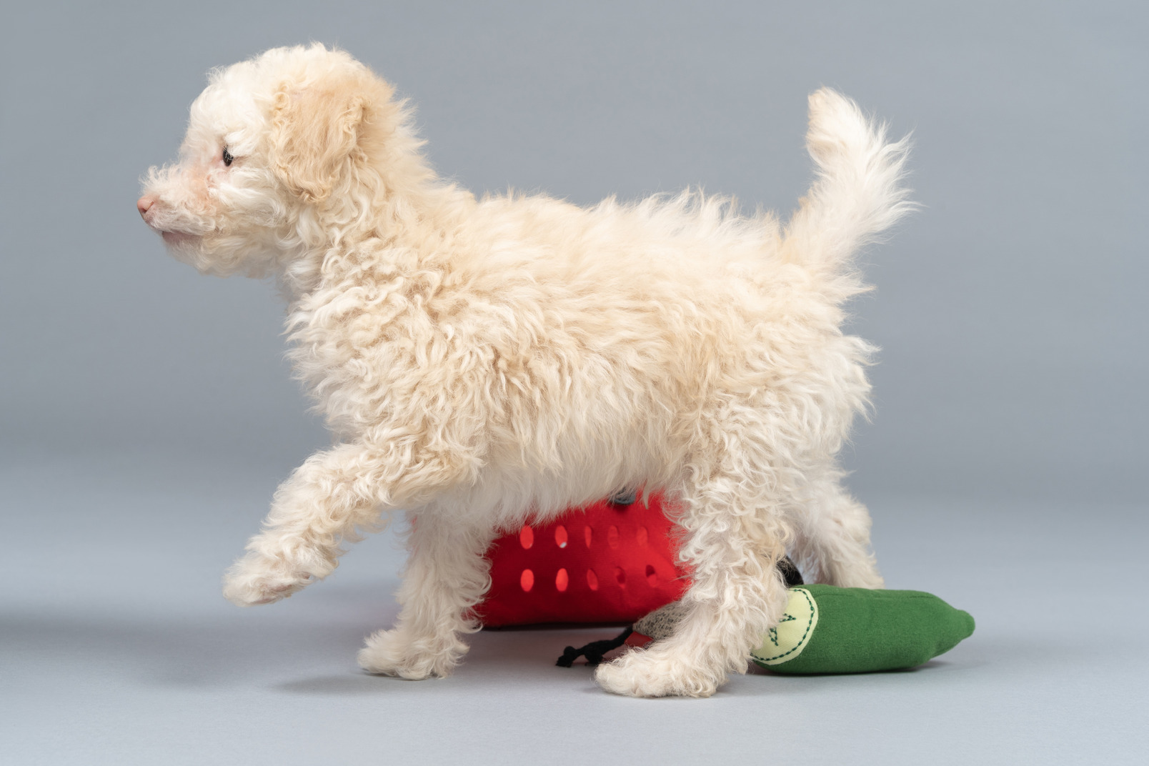Playful white poodle surrounded with toys