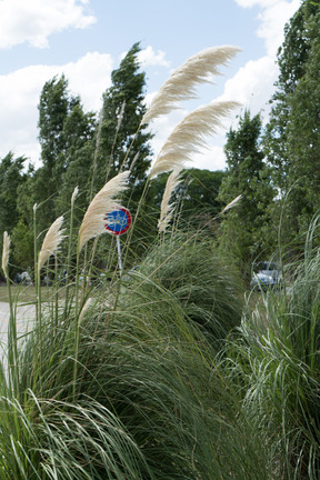 Field greenery and field plants