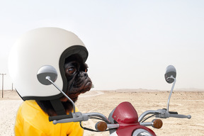 A dog wearing a helmet and sitting on a motorcycle