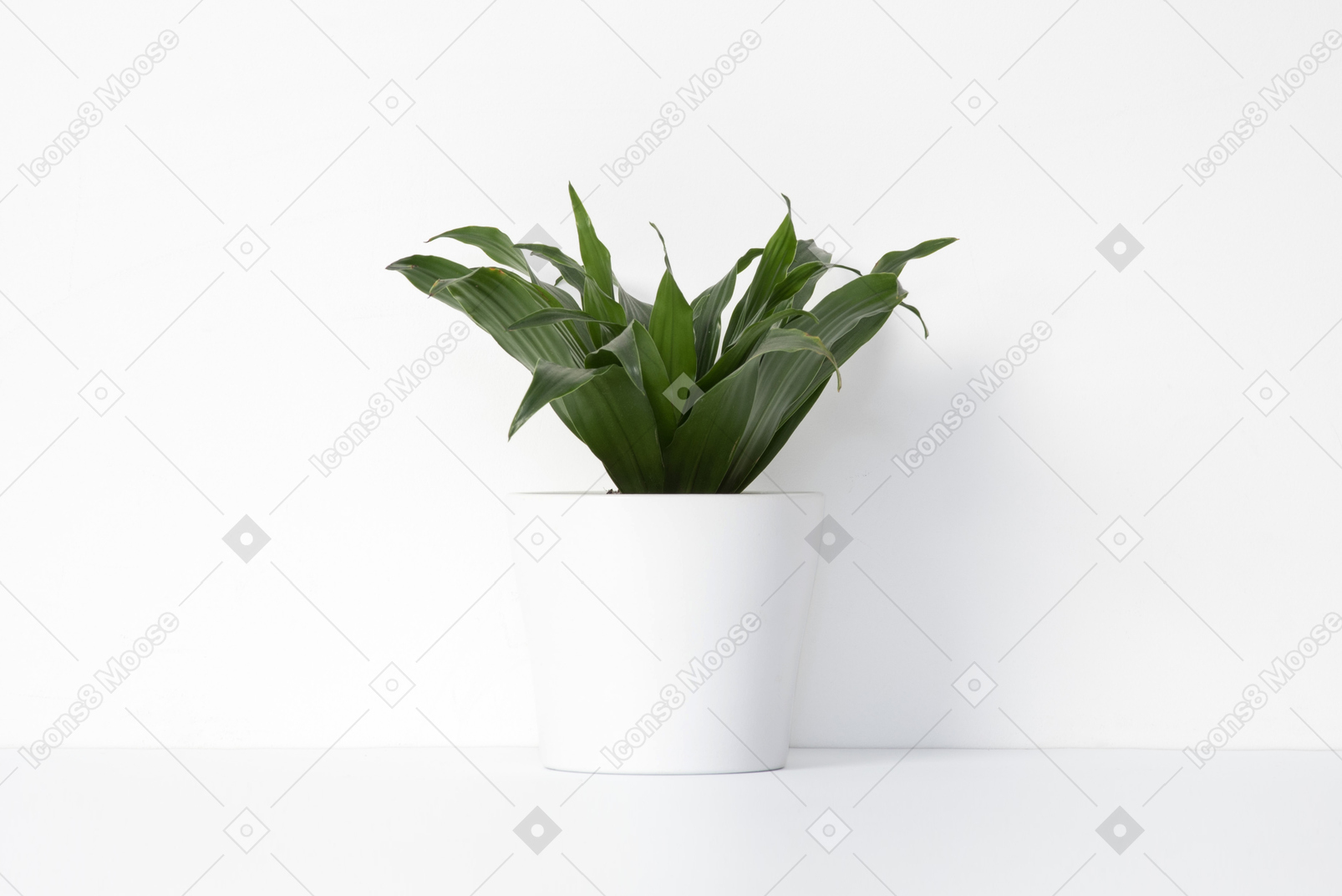 白い鍋ホルダーの観葉植物