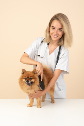 Attractive veterenarian brushing a red spitz