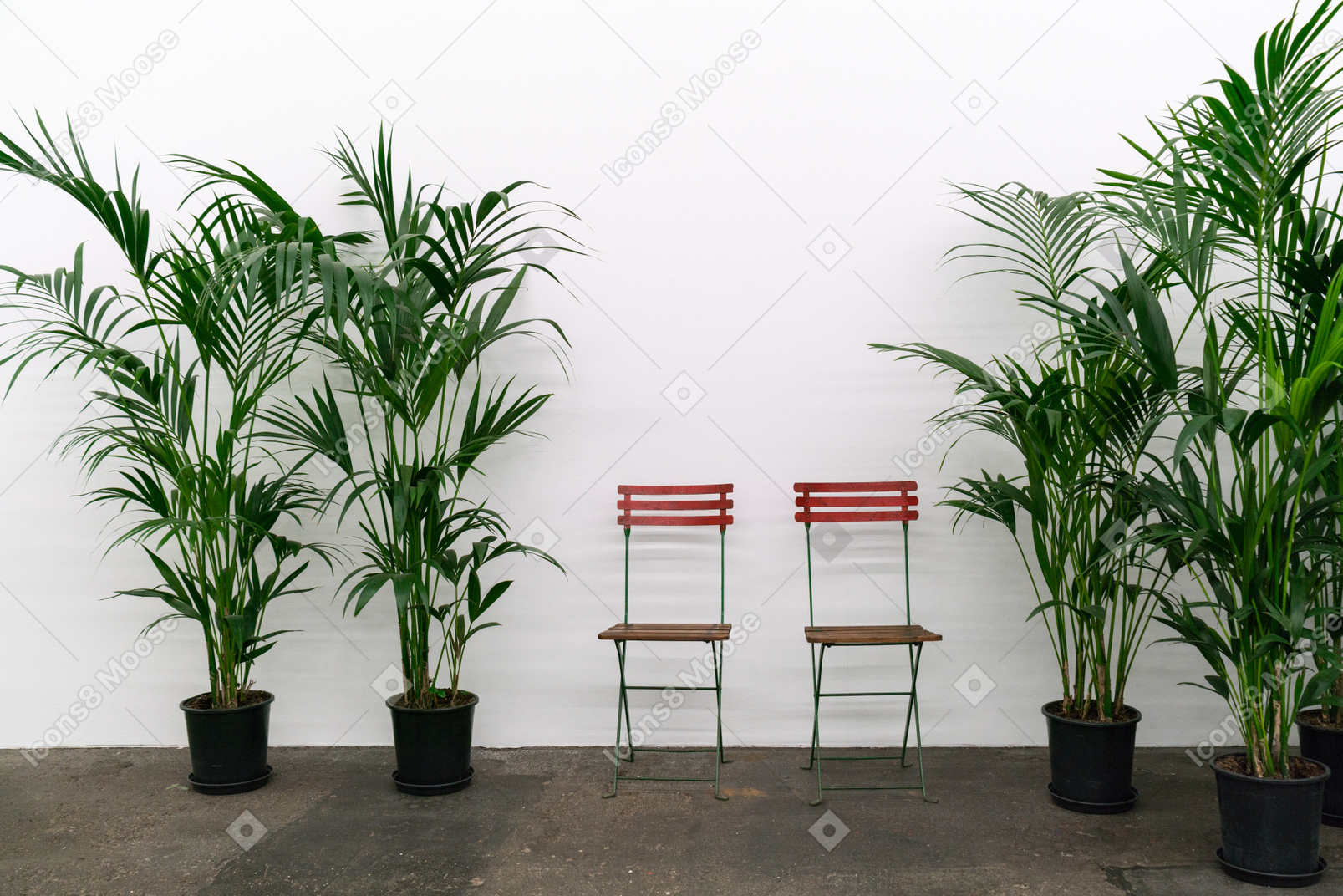 Green plants in pots and two red chairs in light room
