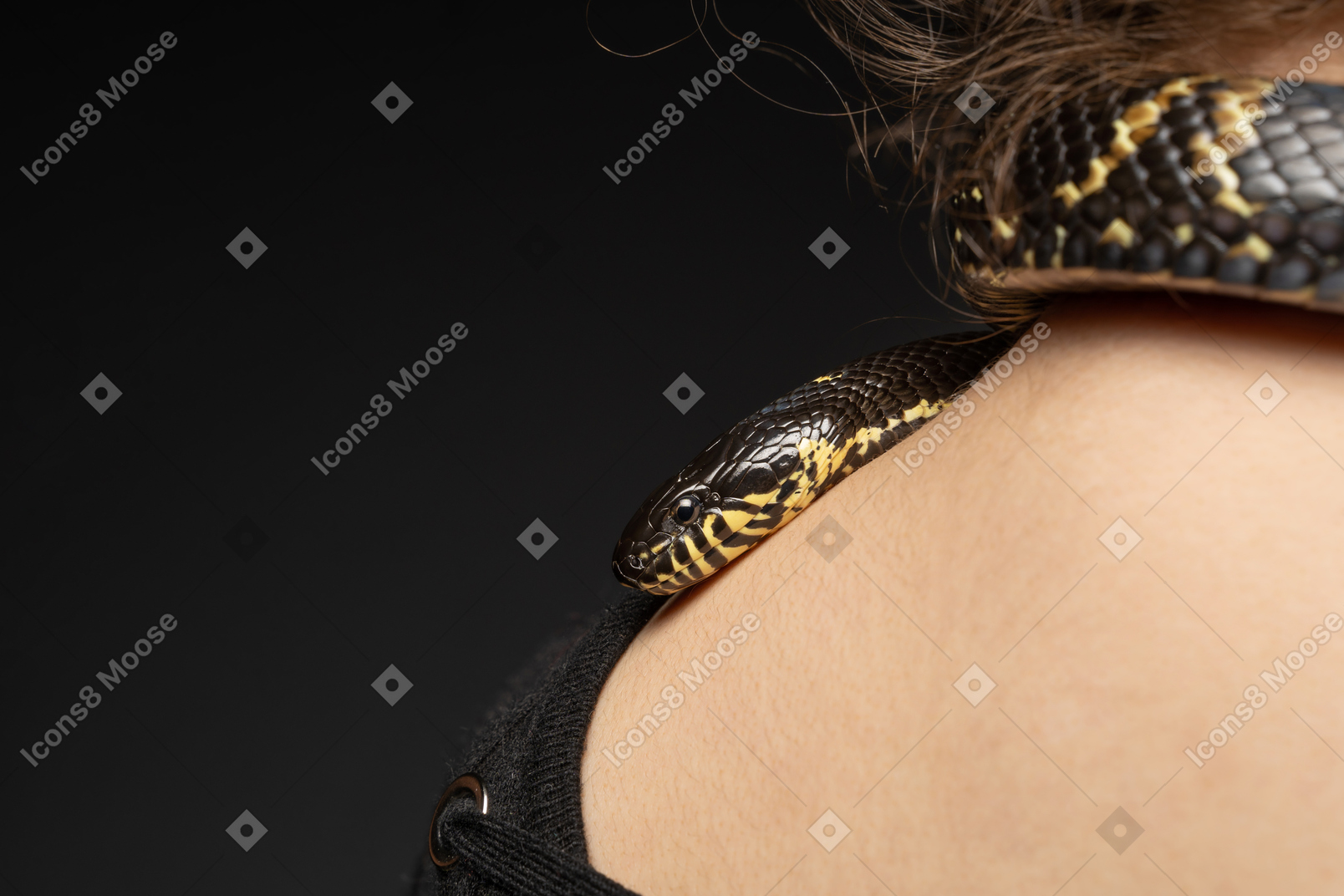 Black striped snake curving around young woman's neck