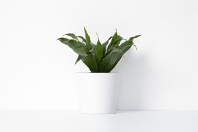 House plant in white pot holder
