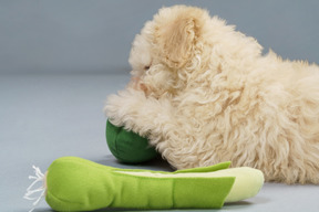 Vue latérale d'un petit caniche blanc jouant avec des légumes jouets