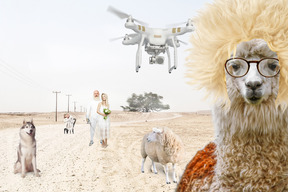 Alpaca in wig, sheep, dog and group of people in the desert