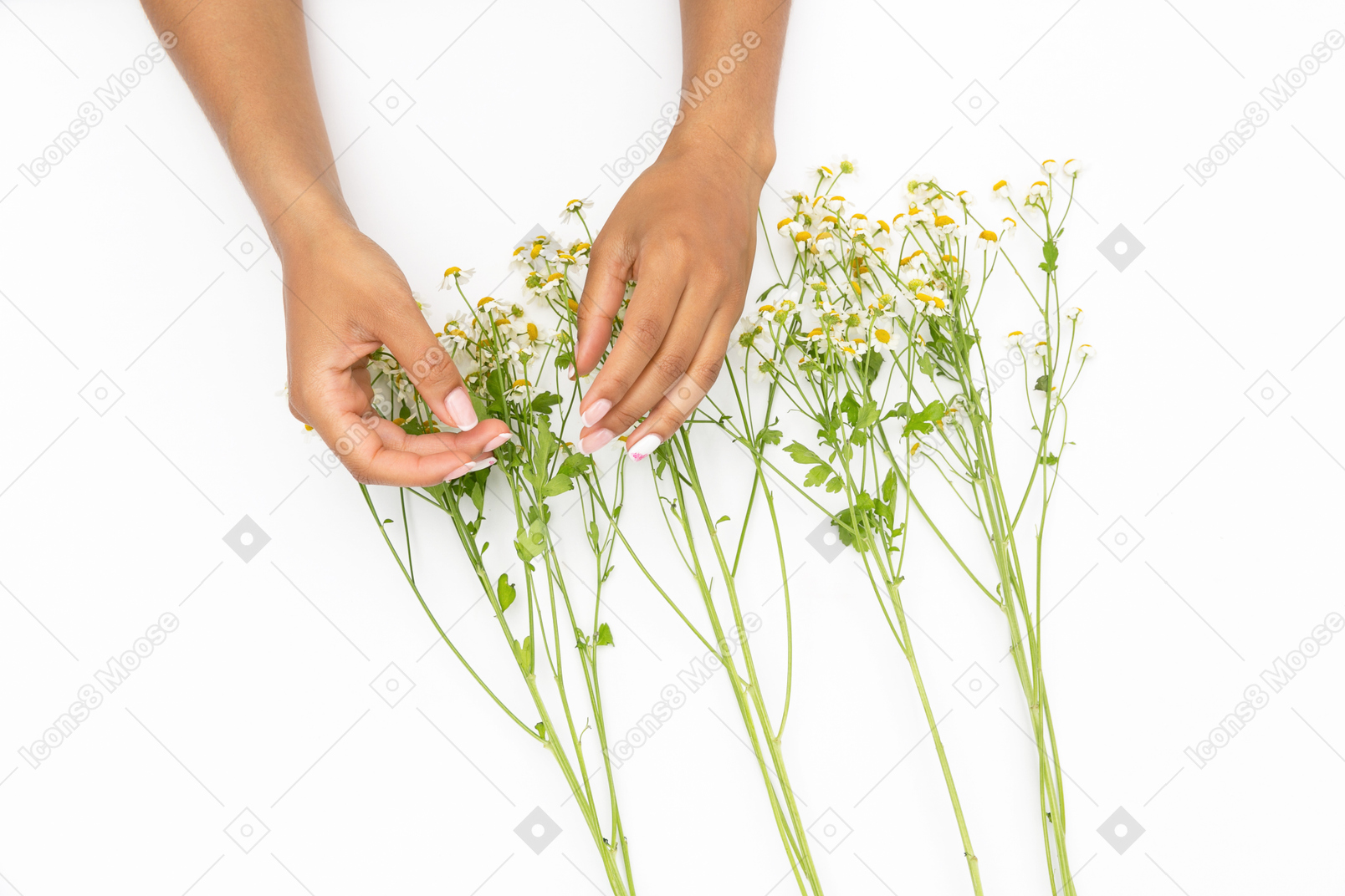 Manos femeninas que sostienen la ramita de la flor