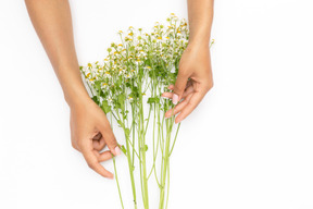 Manos femeninas que sostienen la ramita de la flor