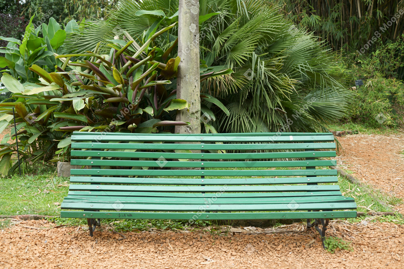 在庭院道路的绿色长凳在一棵大植物附近