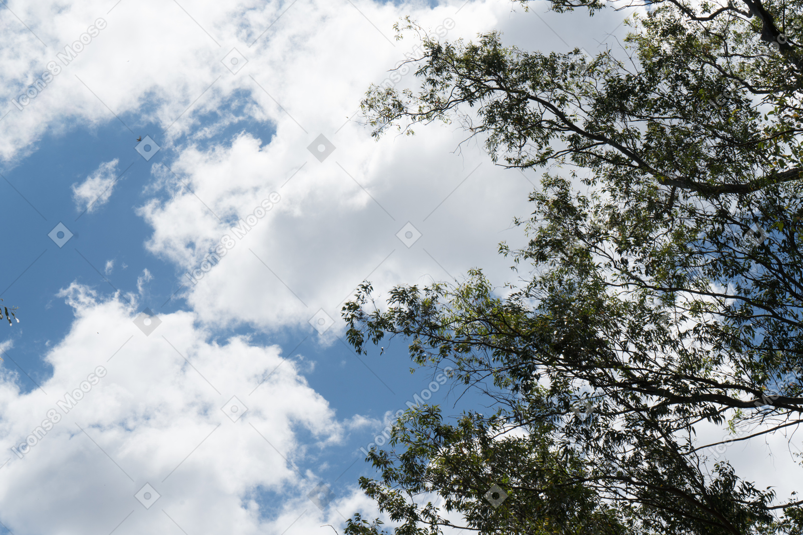 Вид на облачное небо и дерево выше