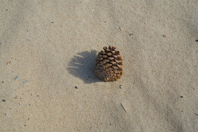 Tannenzapfen im sand liegen