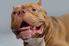 Close-up de um bulldog marrom olhando para o lado e abrindo as mandíbulas