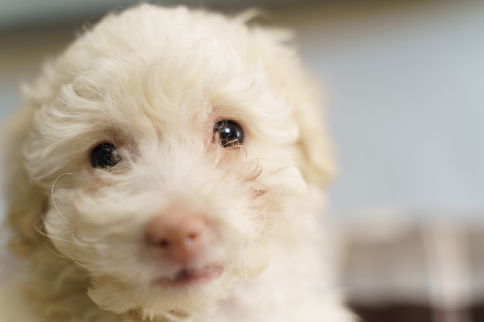 Close-up of a cute poodle looking at camera