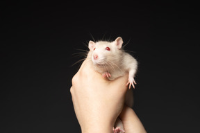 Cute white mouse sitting in human hands