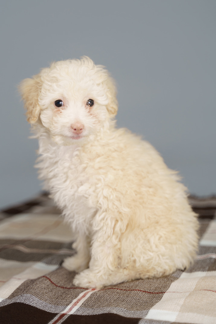 Side view of a white poodle sitting on a checked blanket and looking at camera