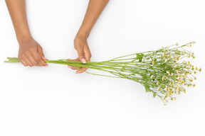 Mains féminines tenant un rameau de fleurs