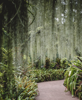 Fond de forêt