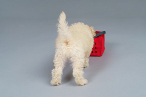 Back view of a tiny poodle and a red shopping cart