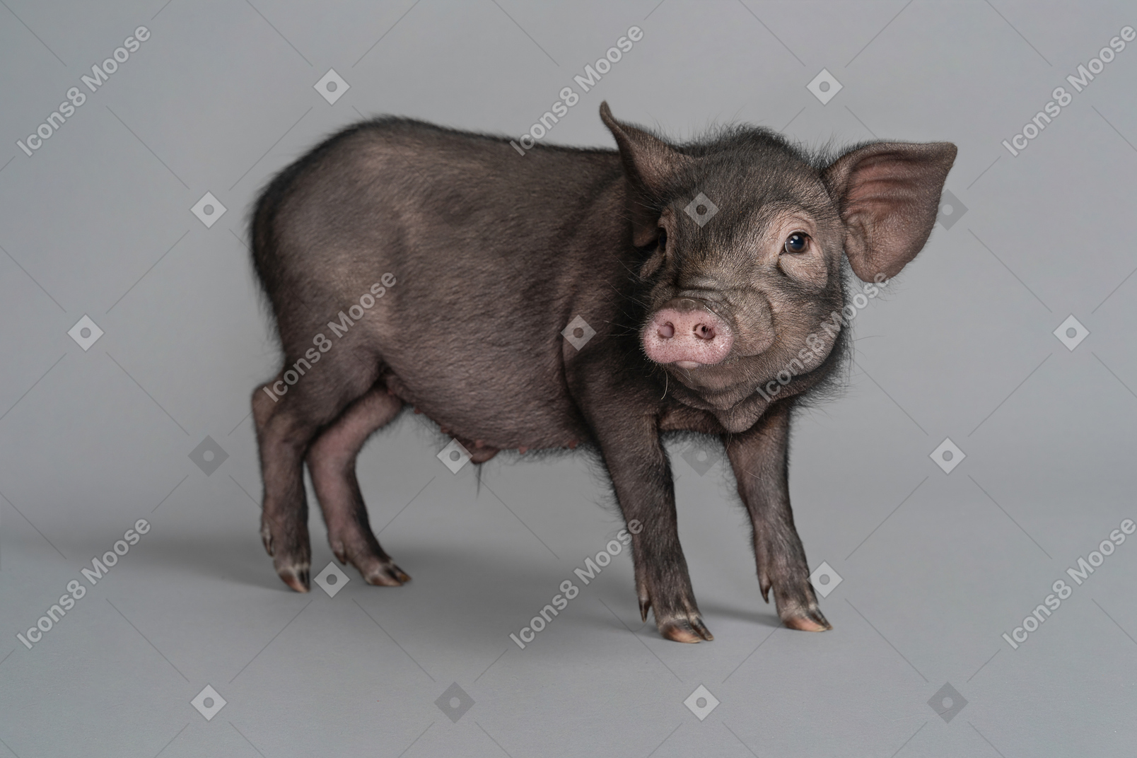 Miniature pig showing itself