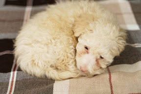 De cuerpo entero de un pequeño cachorro acostado sobre una manta a cuadros