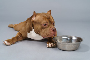 Full-length of a brown bulldog lying and looking into the steel bowl