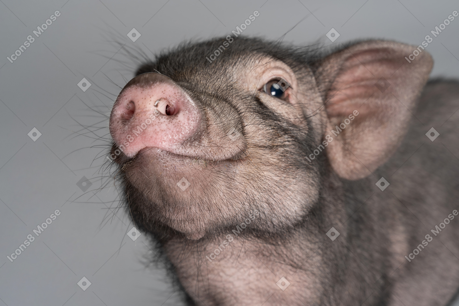 Cute little piglet looking at the camera