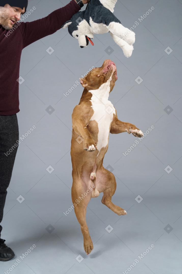 A male holding a fluffy toy and a brown dog jumping high