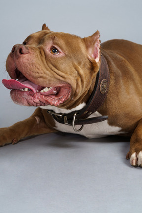 Primo piano di un bulldog sdraiato con un collare di cane che osserva in su con la mascella aperta