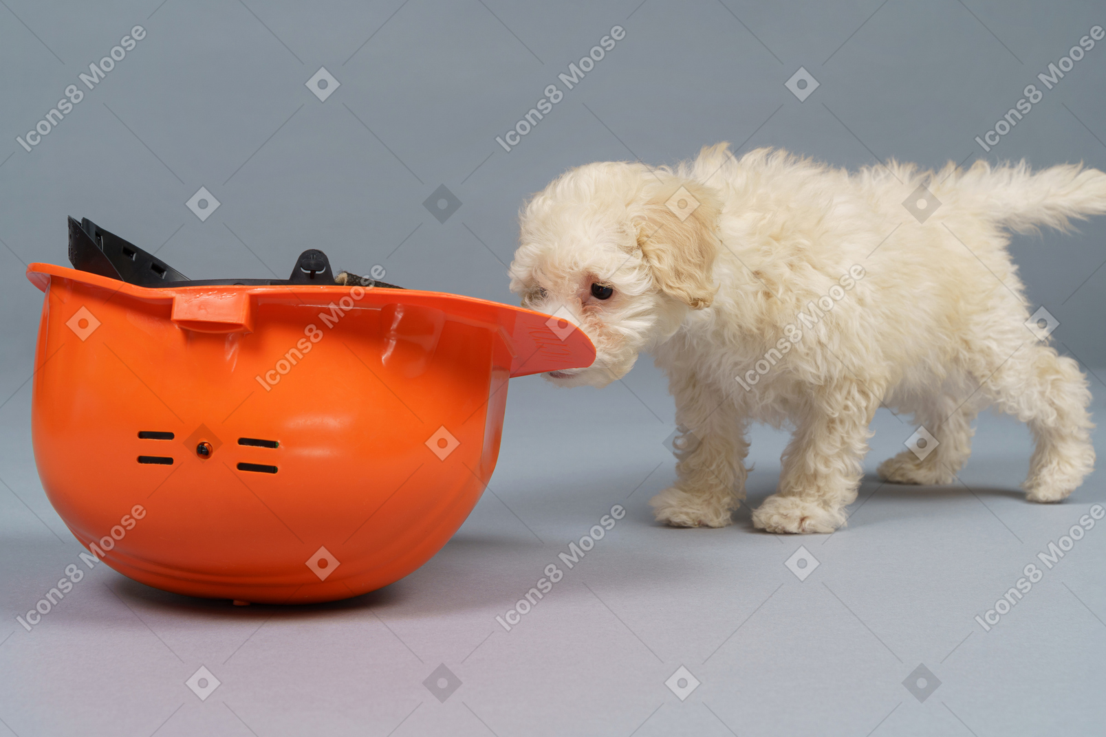 Side view of tiny poodle coming up to an orange helmet