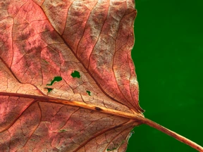 Naturaleza