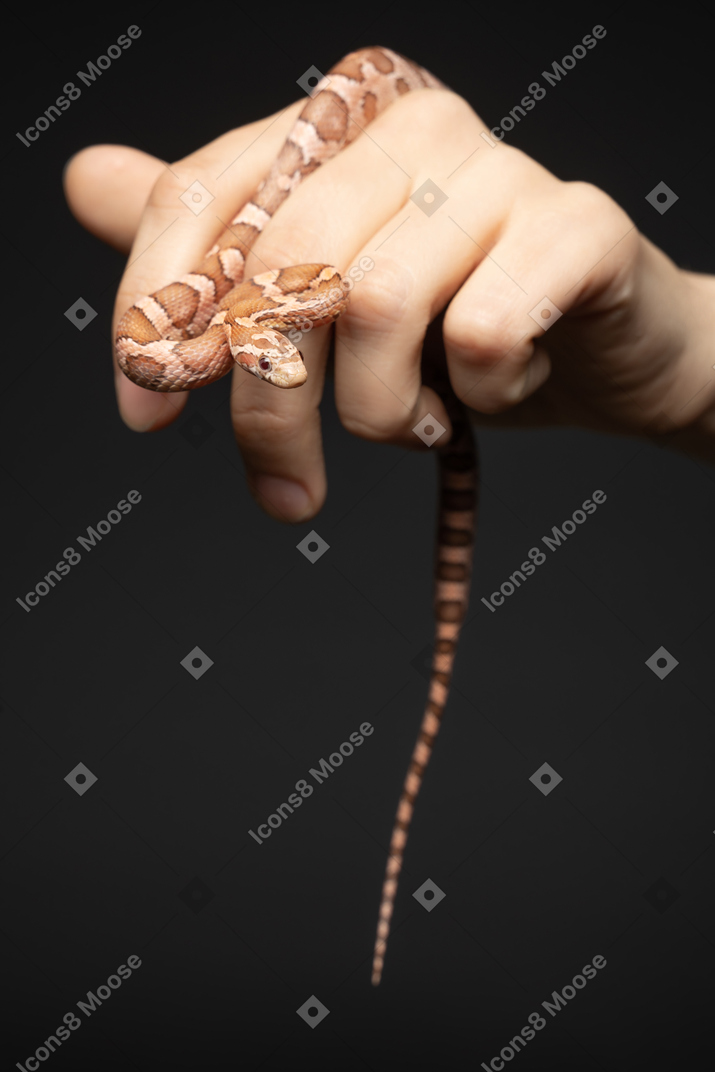 Pequeña serpiente de maíz curvándose alrededor del brazo humano
