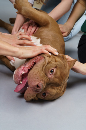Nahaufnahme mehrere menschliche hände, die braune bulldogge berühren