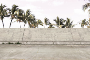 Concrete structure under palms