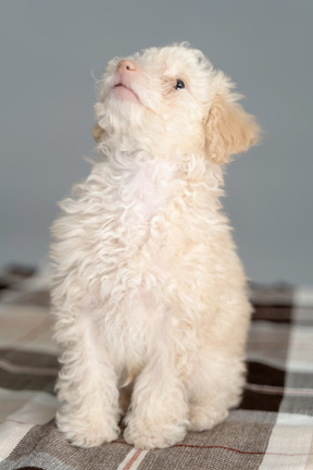 Cute white poodle looking up