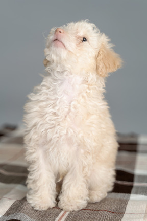 Poodle branco bonito, olhando para cima