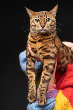 A lordly bengal cat held by its owner