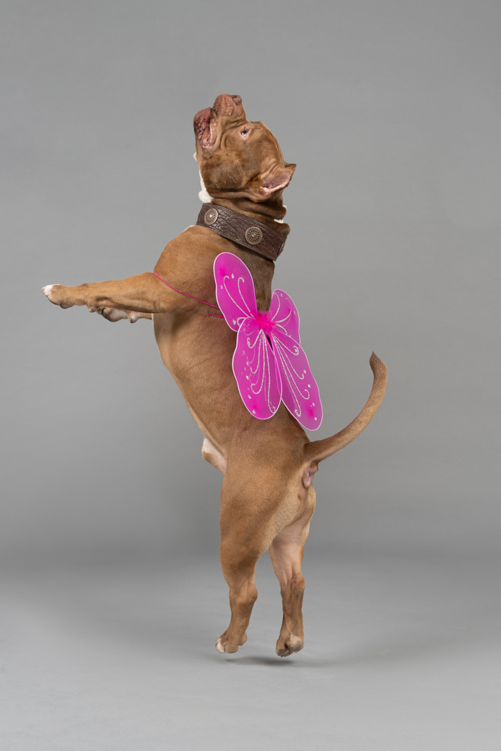 A jumping dog with butterfly wings