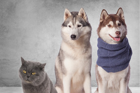 Two huskies and a british shorthaired cat