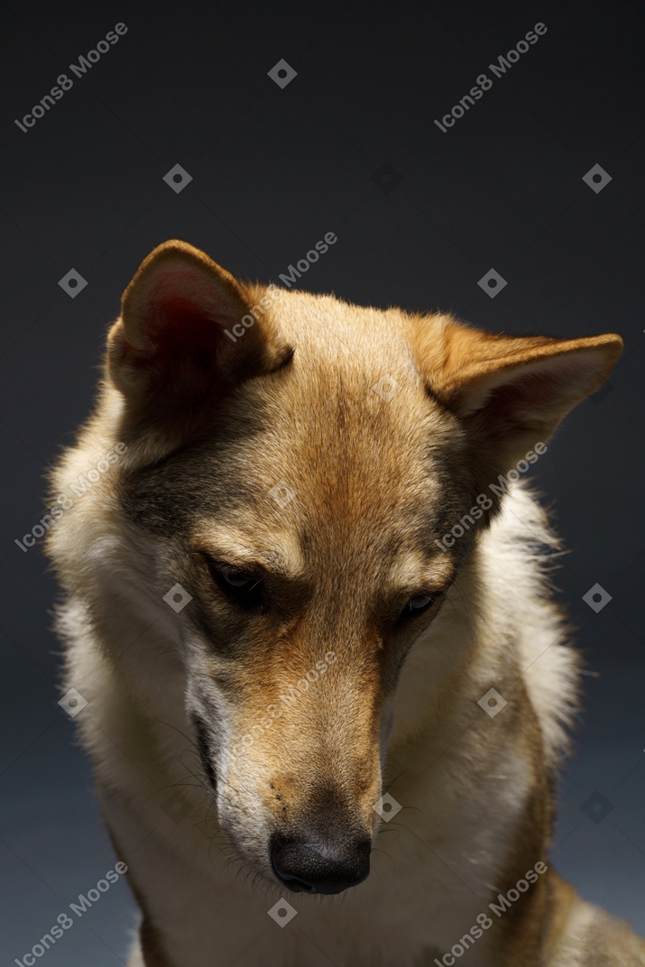 Close-up de um cachorro parecido com um lobo olhando para baixo