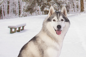 雪の中で幸せな犬