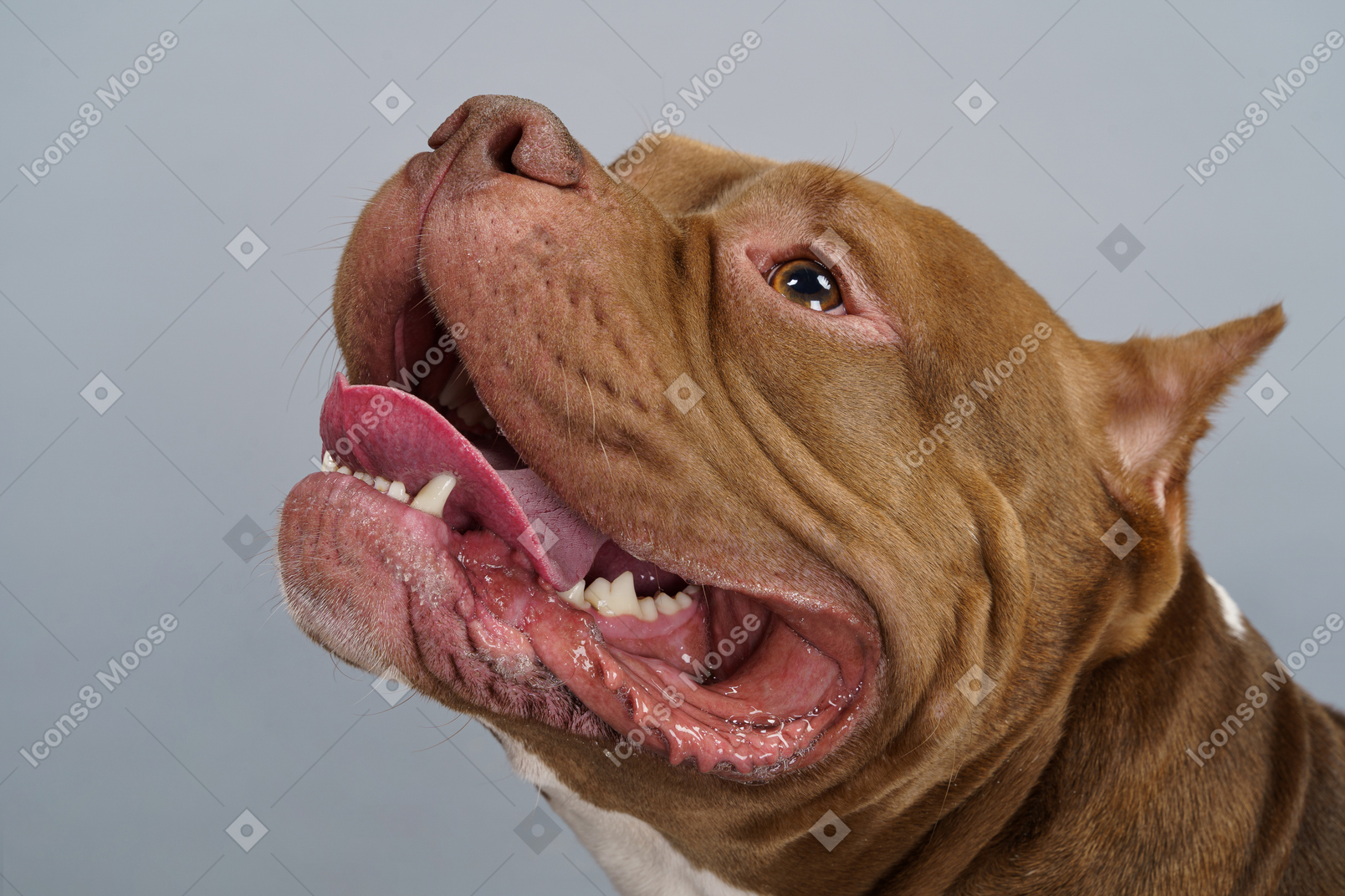 Focinho de bulldog close-up