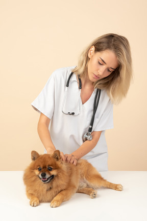 Attractive veterenarian examining a spitz